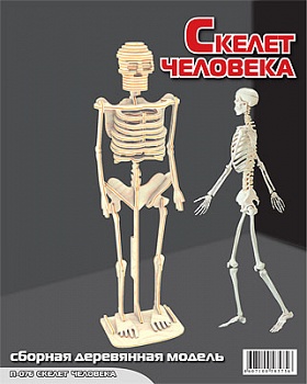 Сборная деревянная модель "Скелет человека" (МДИ П076)